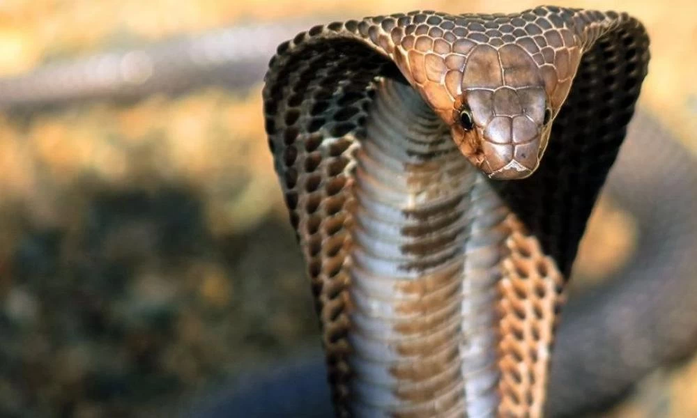 Ινδία: Τεράστια βασιλική κόμπρα πάλεψε με τέσσερις φιδο-κυνηγούς